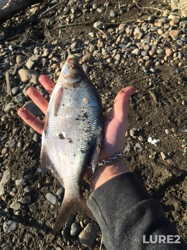 Bream — Tom, Apr 24, 2019
