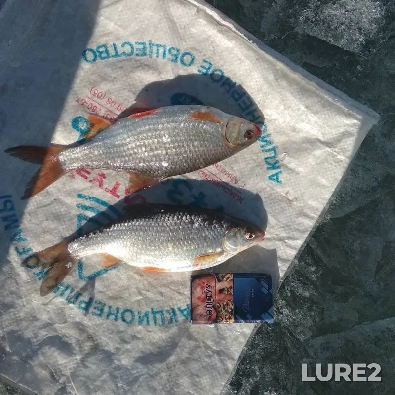 Roach — Bukhtarminskoye, Apr 06, 2019