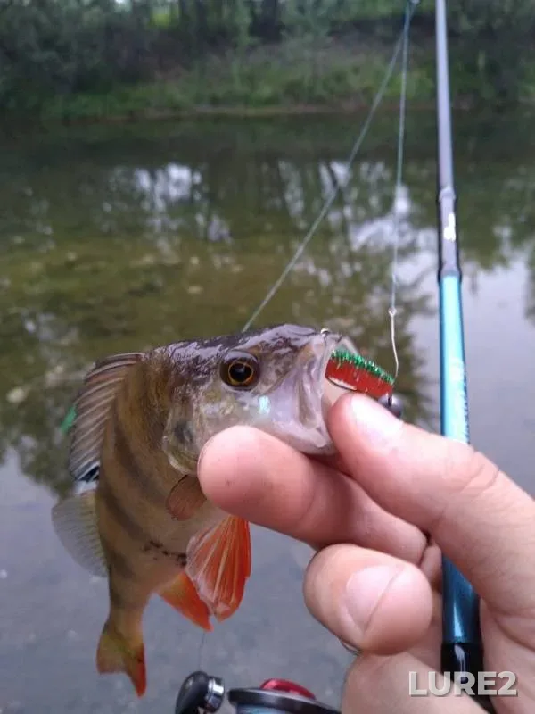 Perch, Pike — Tasheba, Jul 25, 2019
