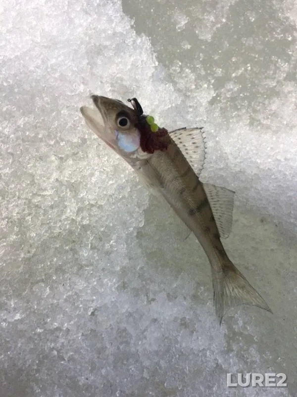 Zander — Tom, Mar 31, 2019