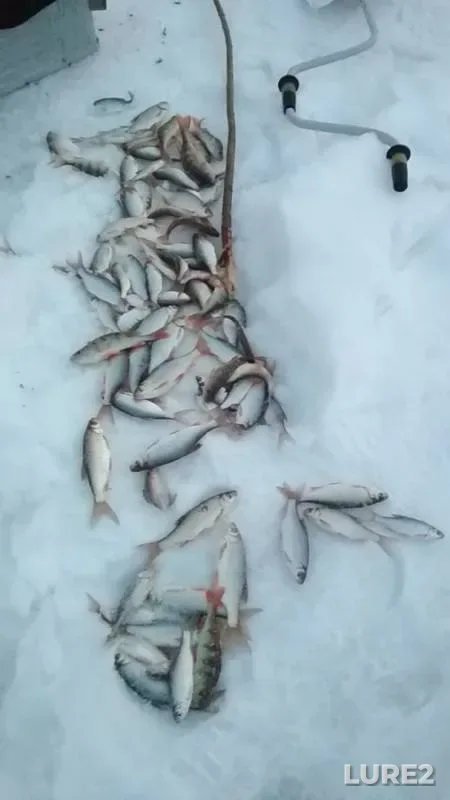 Perch, Roach — Chemondayevka, Mar 23, 2019