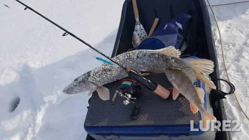 Perch, Pike — Ob, Mar 23, 2019
