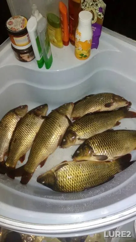 Carp — Krasnoyarskoye, Jun 30, 2019