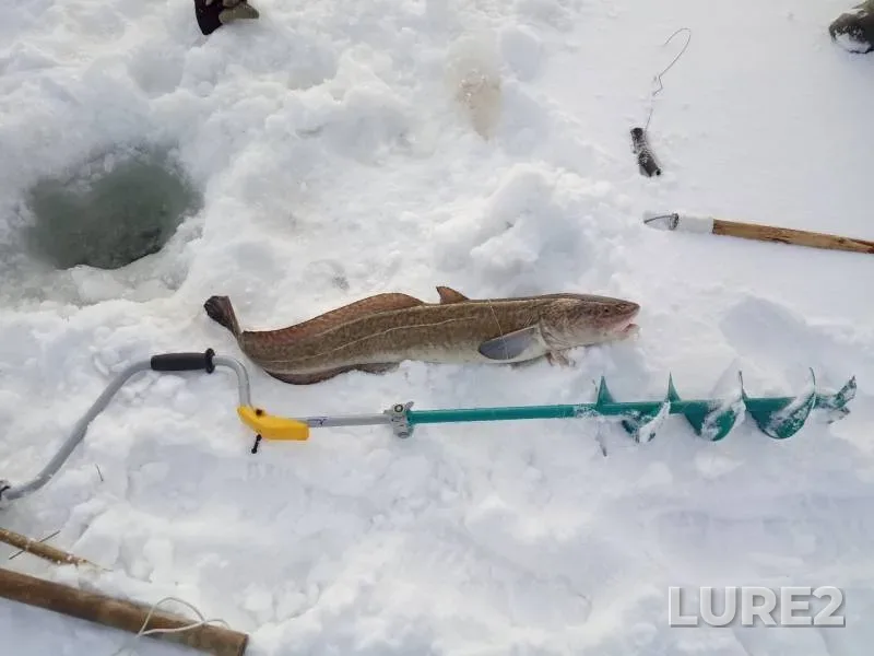 Burbot — Tomskaya oblast, Tomskiy rayon, Feb 20, 2019