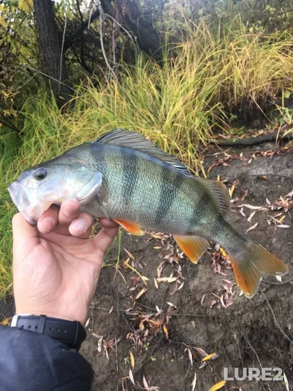 Perch — Zolootval, Feb 03, 2019