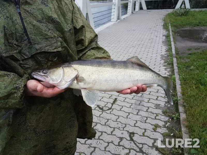Zander — ruchey Spartak, Aug 27, 2017