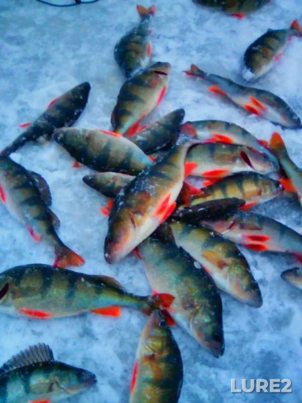 Perch — Novoladozhskiy kanal, Dec 23, 2017