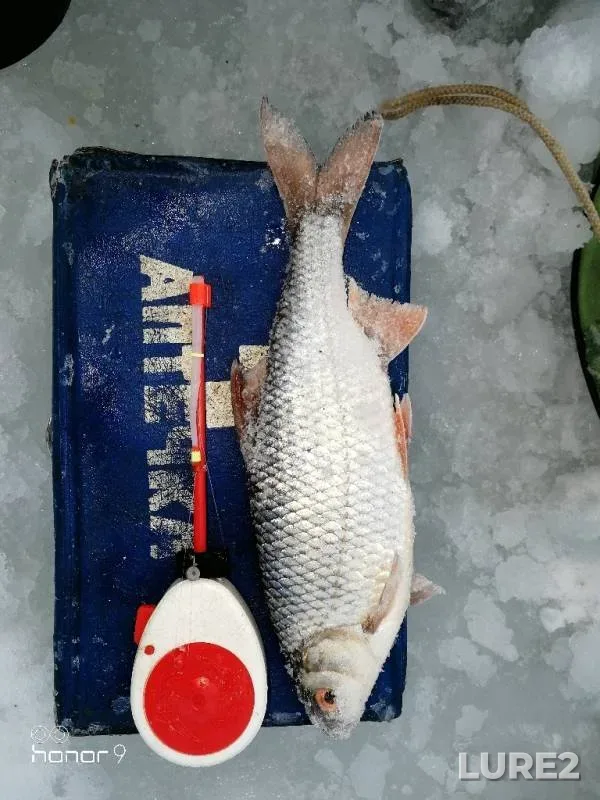 Roach — Malaya Svetlaya protoka, Feb 05, 2019