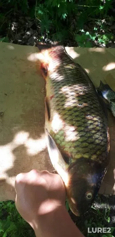 Carp — Krasnoye, Jun 25, 2019