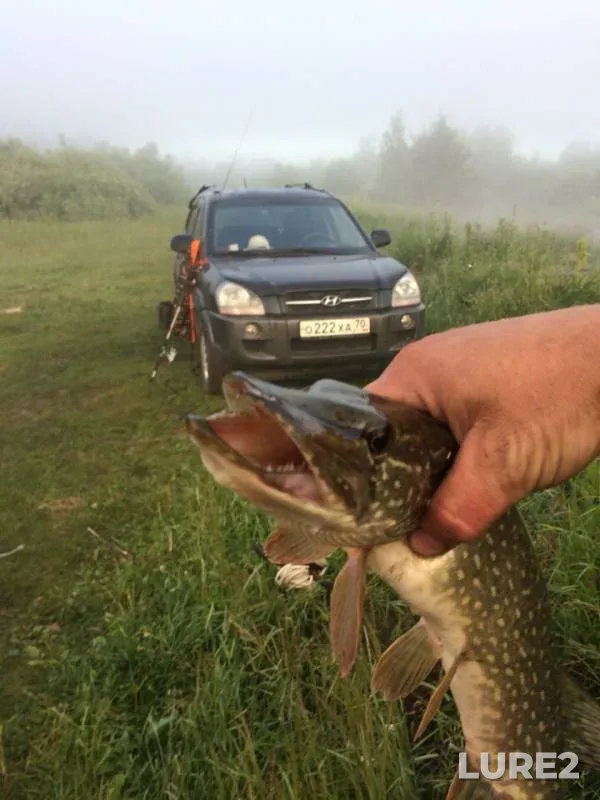 Pike — Rodnikovoye, Feb 11, 2019