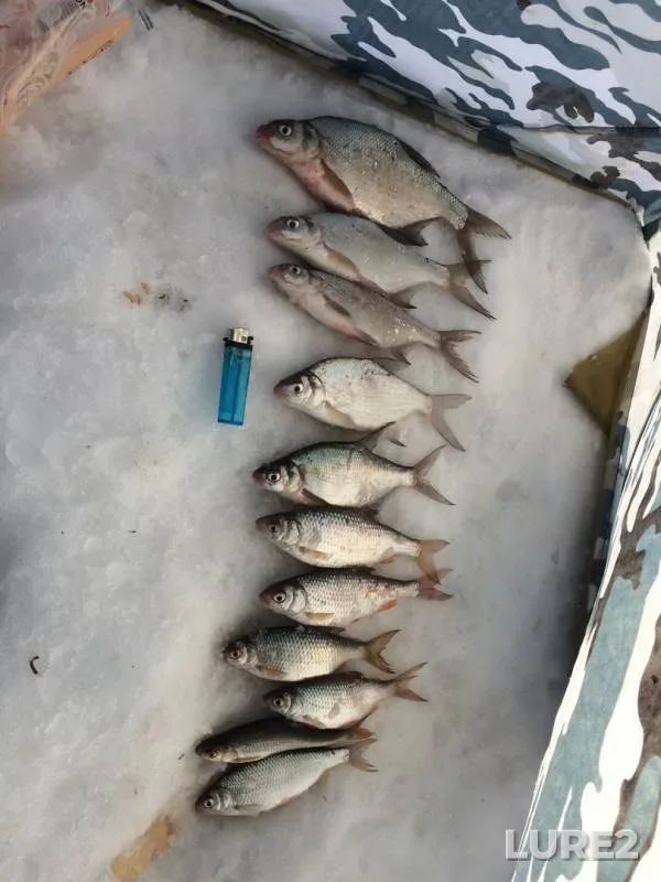Bream, Roach — Eushtinskaya protoka, Feb 16, 2019