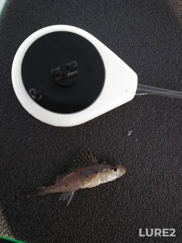 Perch, Roach — Tom, Feb 16, 2019
