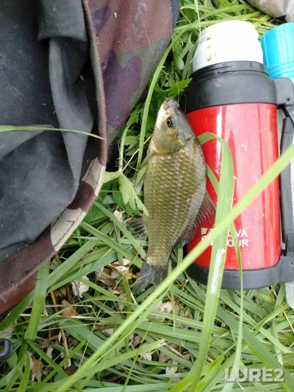 Crucian carp — Kirovskaya oblast, Jul 23, 2019
