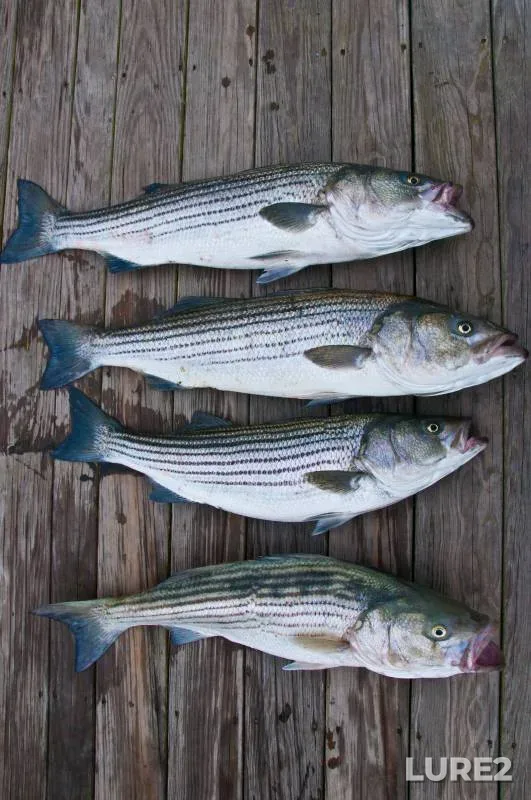 Striped bass — Barnstable Marina, Jun 30, 2018