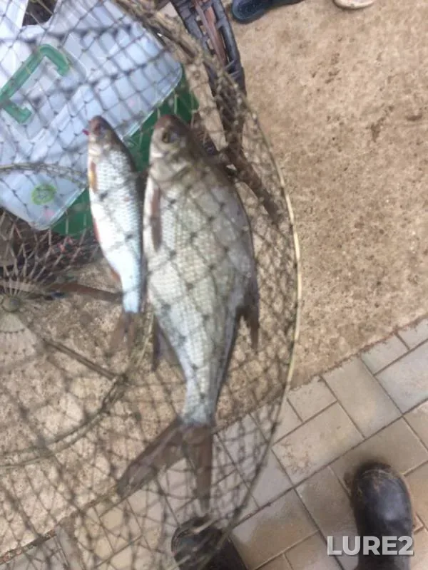 Bream, Roach — Bystritsa, May 27, 2019