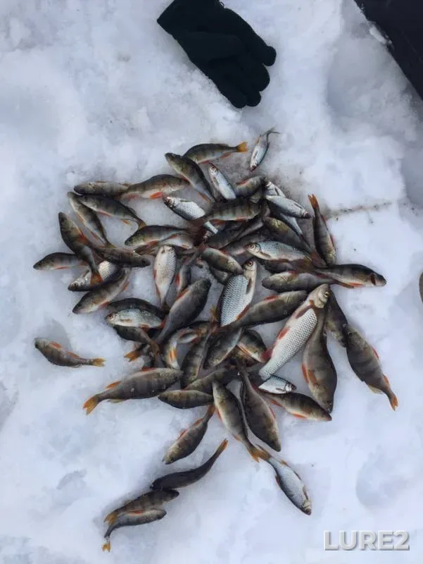 Perch, Roach — Kirovskaya oblast, Mar 30, 2019