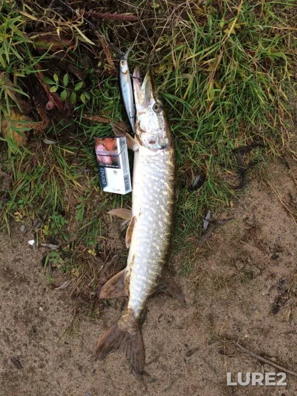 Pike — Vyatka, Oct 10, 2018