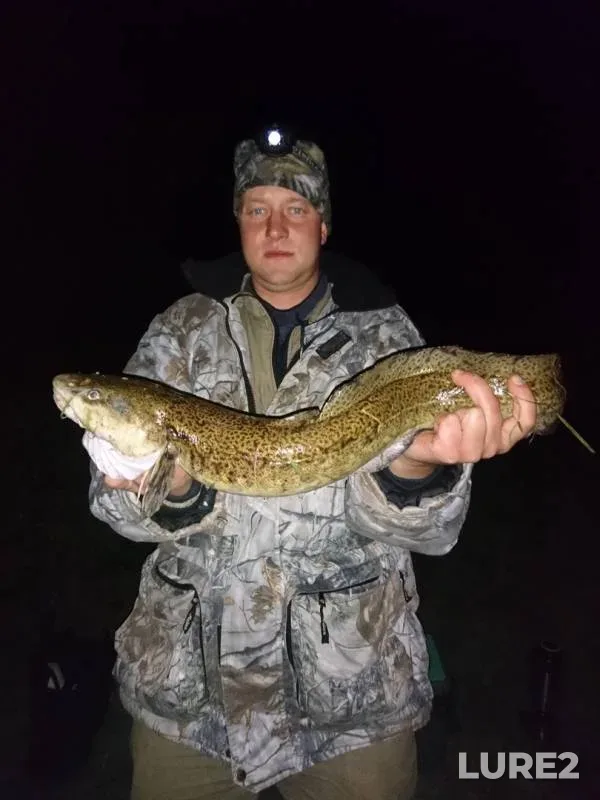 Burbot — Cheptsa, Oct 10, 2018