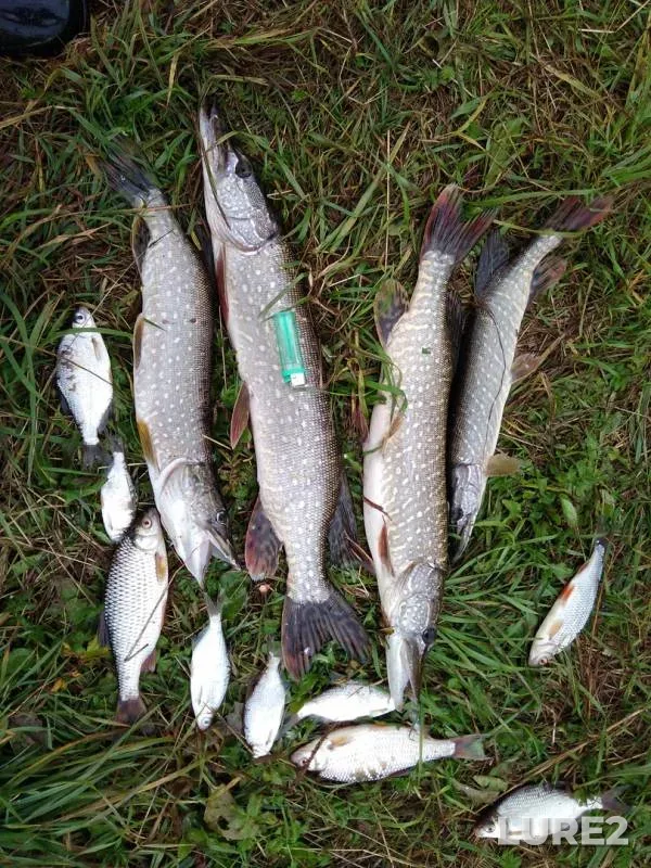Pike, Roach — Cheptsa, Sep 01, 2018