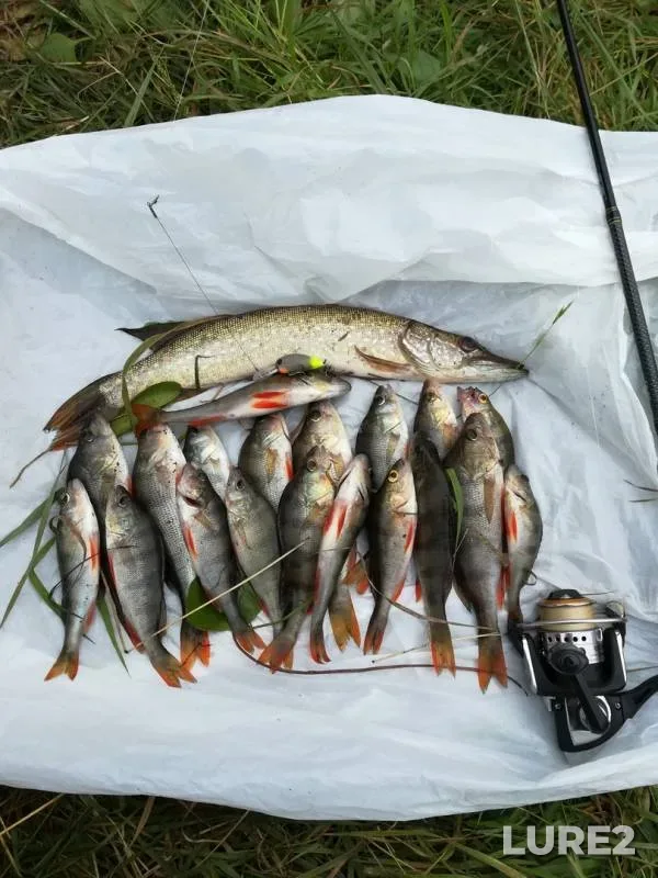 Perch, Pike — Beryozovaya Kurya, Aug 05, 2018