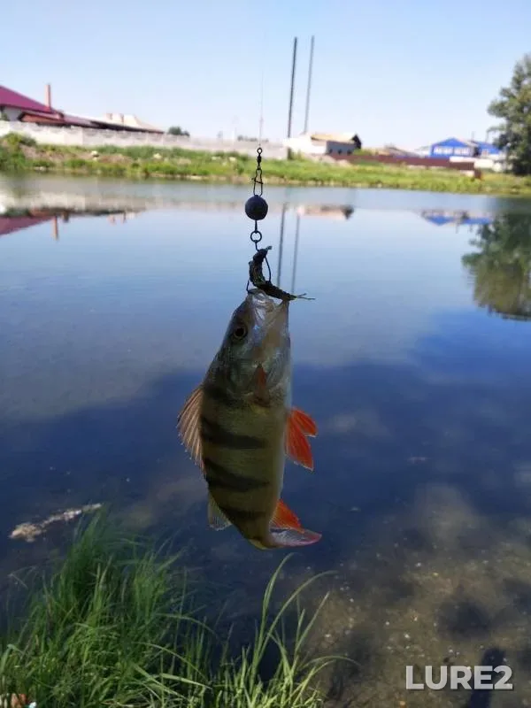 Perch — Drenazhnyy kanal, Jun 21, 2019