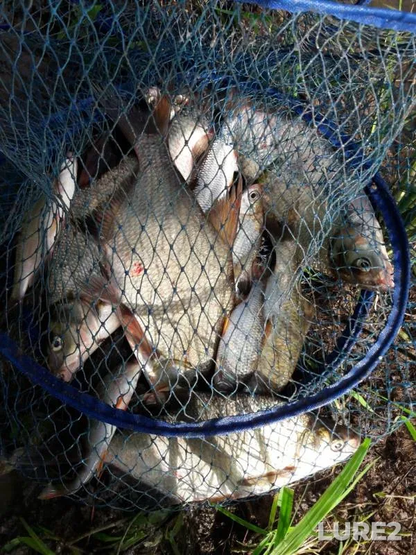 Bream, Roach — Moloma, Jul 29, 2018