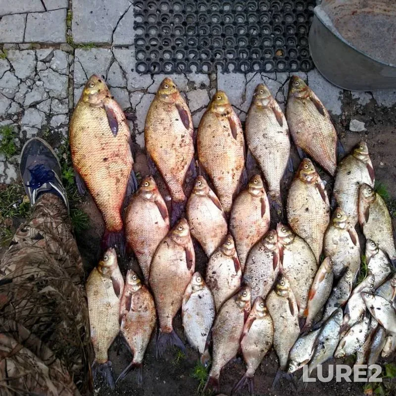 Bream — Kirovskaya oblast, Jul 18, 2018