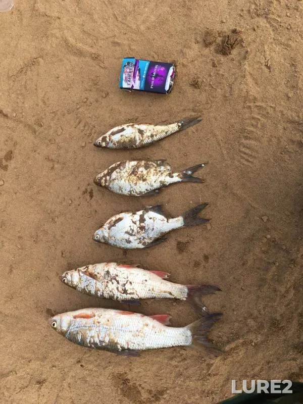 Bream, Ide — Vyatka, Jun 25, 2018