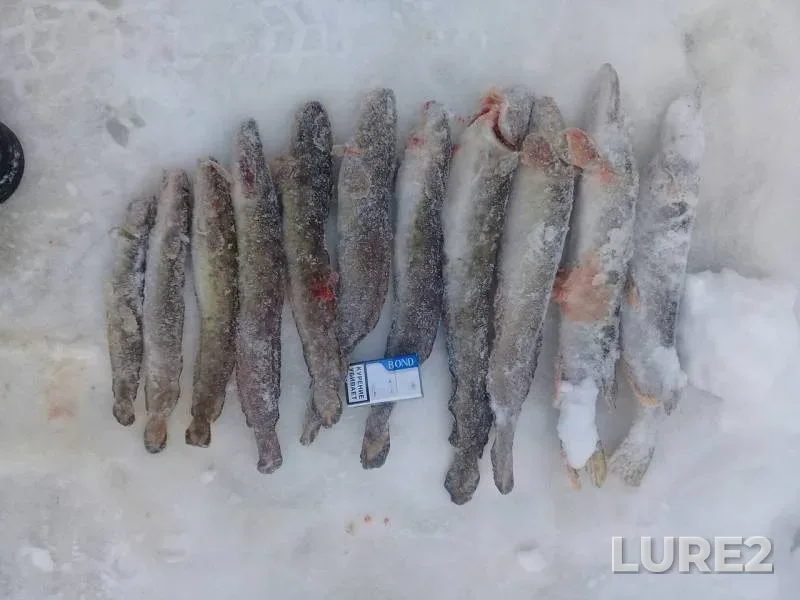 Burbot, Pike — Cheptsa, Feb 19, 2018