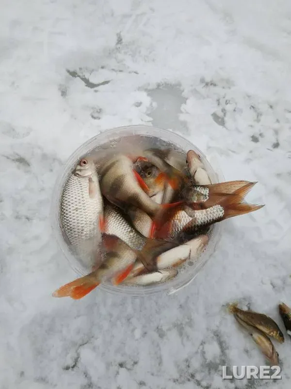 Crucian carp, Perch — Pizhanka, Feb 11, 2018