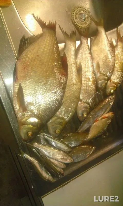 Bream — Nikulinka, Jul 15, 2018