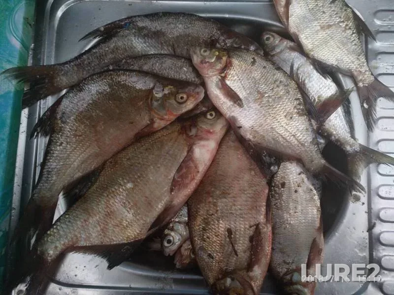 Bream — Pizhma, Jul 15, 2018