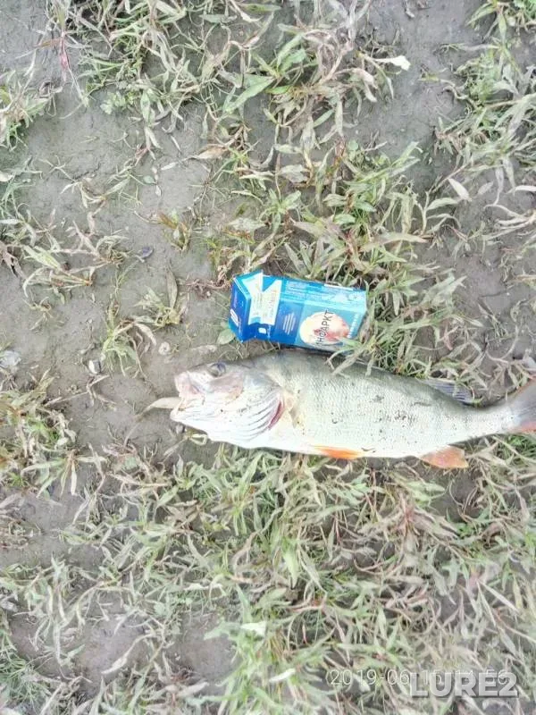 Perch — Krasnoyarskoye, Jun 15, 2019