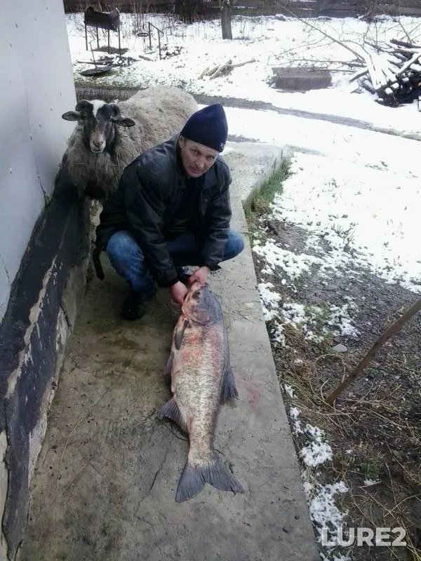 Silver carp, Zander — Cherkaska oblast, Mar 25, 2016