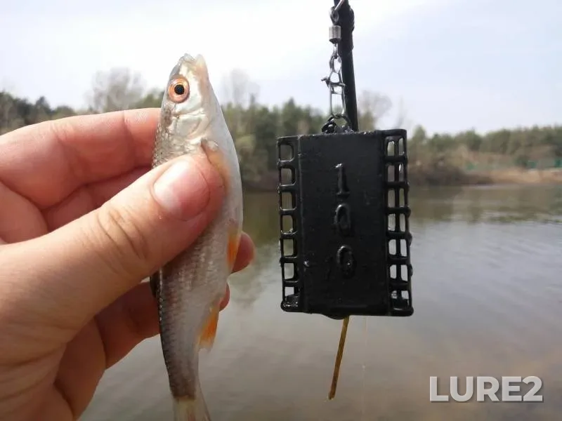 Roach — Kiyevskoye, Apr 10, 2016