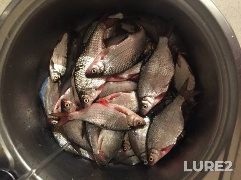 Roach, White bream — Dnepr, Apr 10, 2016