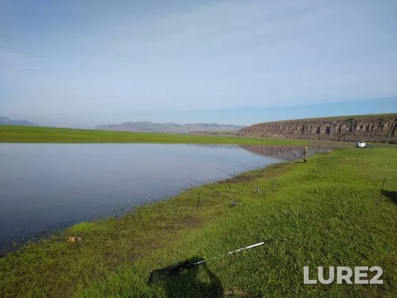 Crucian carp — Krasnoyarskoye, Jun 14, 2019