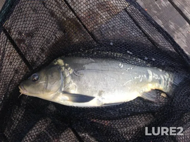 Carp — Nizhniy Telbin, Apr 20, 2016