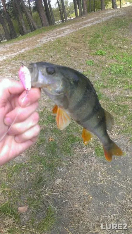 Perch — Kiїvska oblast, Apr 22, 2016