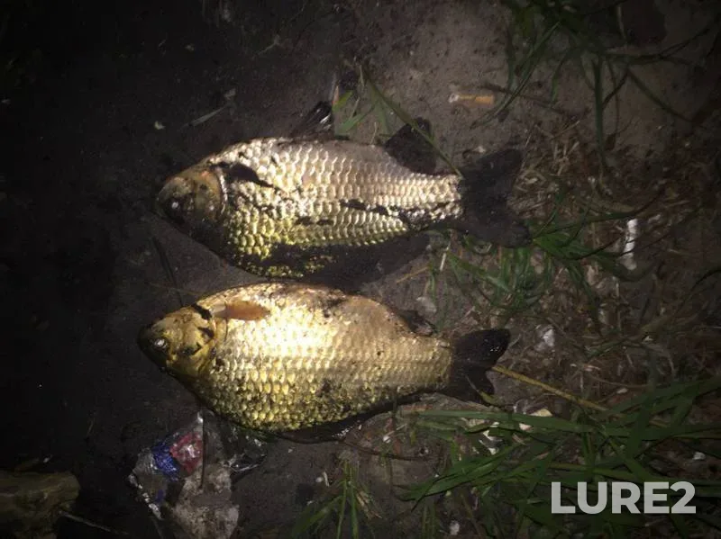 Crucian carp — Dnepr, May 01, 2016