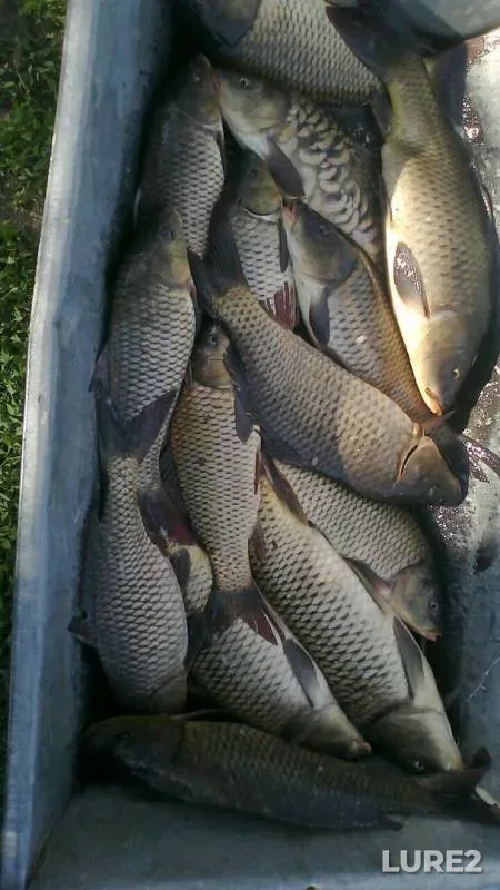 Carp — Kіrovogradska oblast, Kropivnitskiy rayon, May 01, 2016