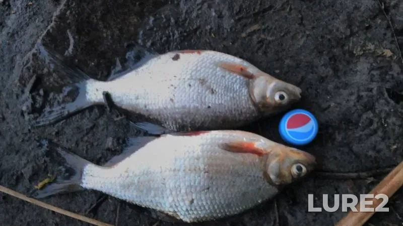 White bream — Dnepr, May 02, 2016