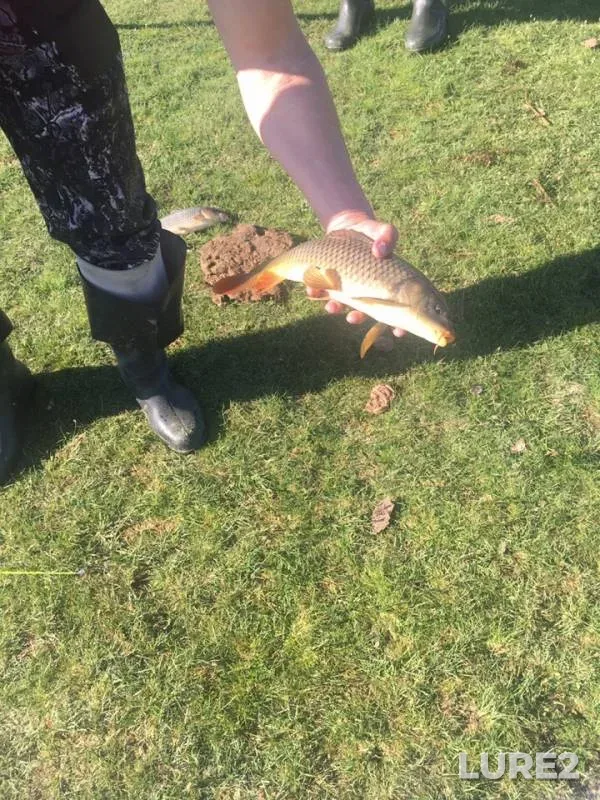 Carp, Crucian carp — Kamyshta, May 31, 2019
