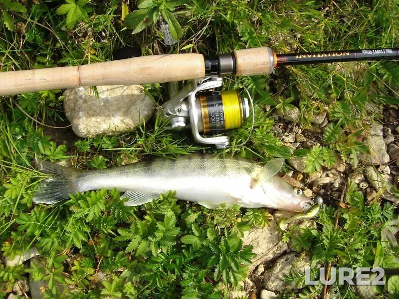 Perch, Zander — Oka, Sep 17, 2014