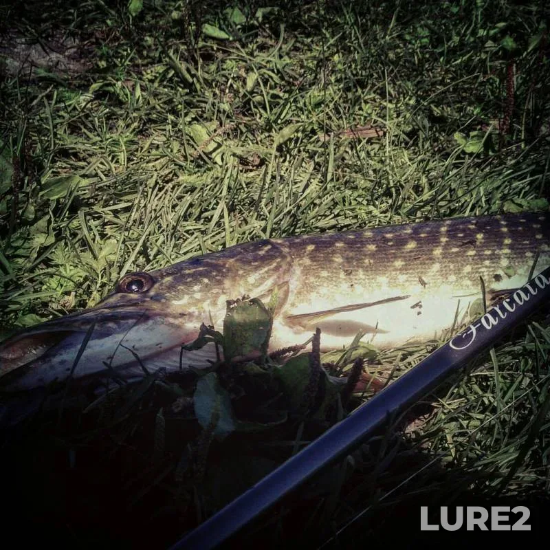 Pike — Voronezh, Aug 12, 2015