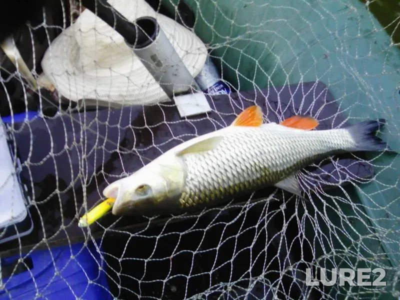 Chub — Vorona, Aug 25, 2016