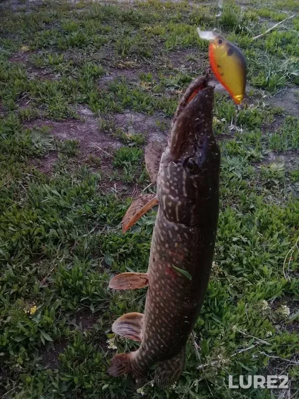 Pike — Tasheba, May 24, 2019