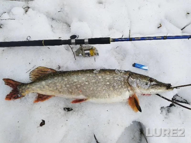 Pike — Protva, Mar 22, 2019