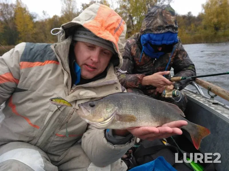 Perch — Samarskaya oblast, Oct 17, 2016