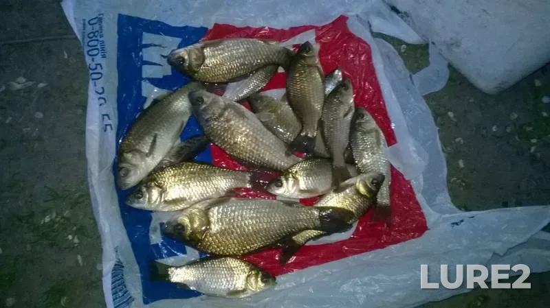Crucian carp — Kiїvska oblast, May 07, 2016
